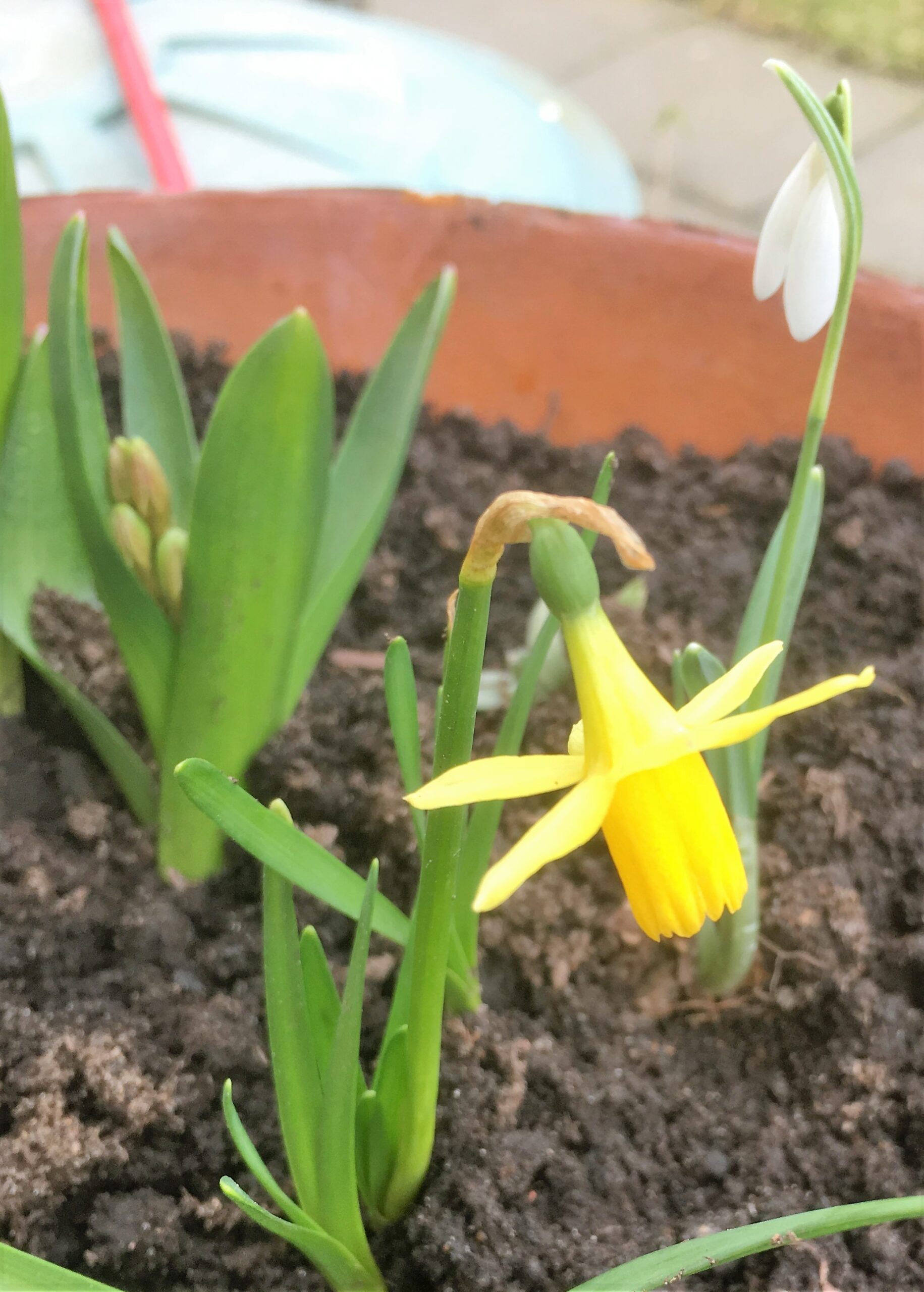 Gelbe Blüten…