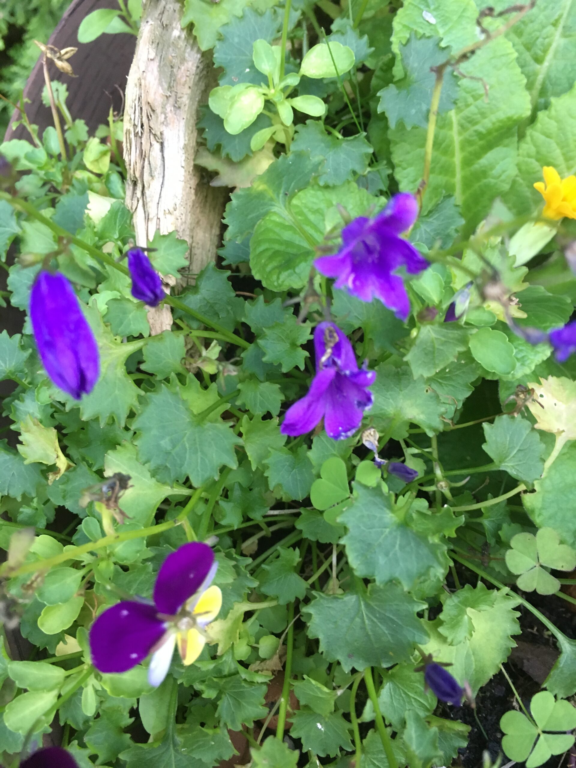 OSTARA- Frühjahrs- Tag und Nachtgleiche