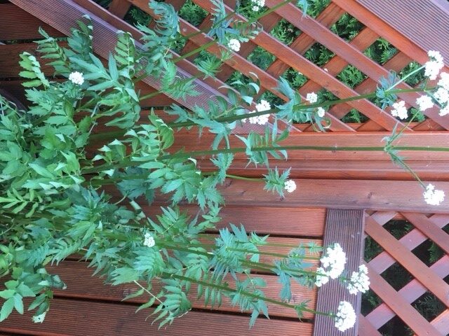 Baldrian in voller Blüte