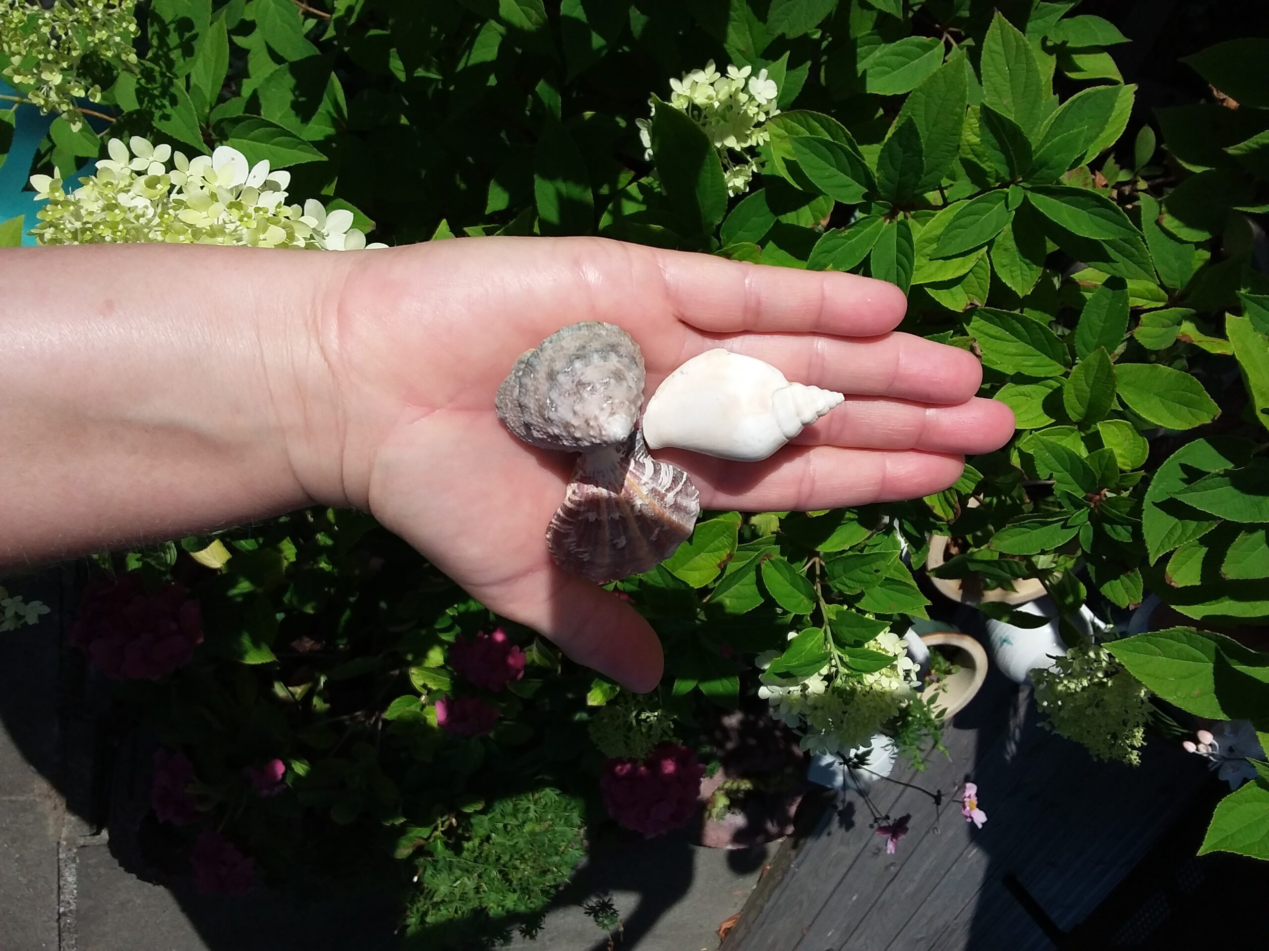 Muschelkalk in der TCM