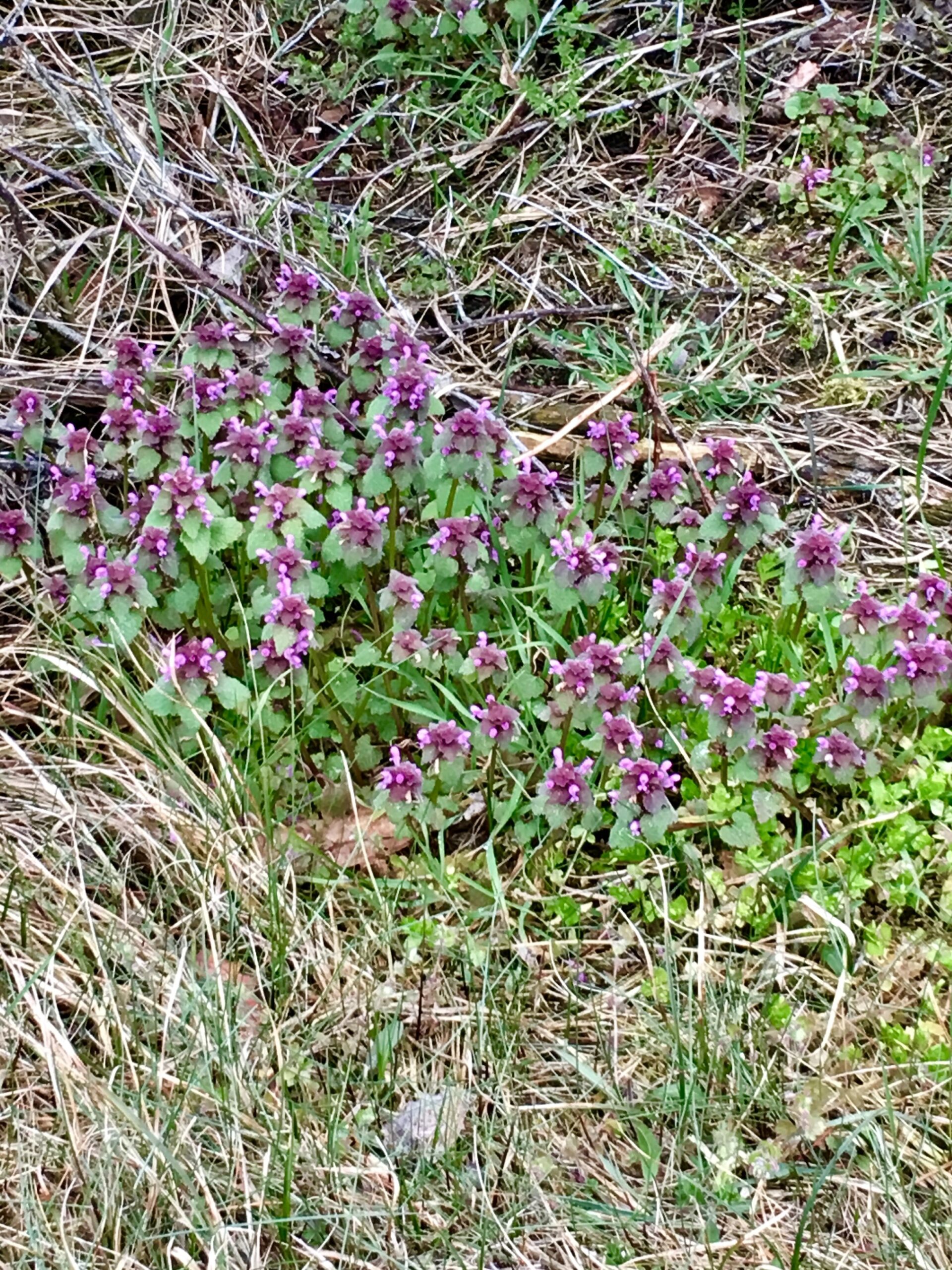 Wunderbar in Magenta…