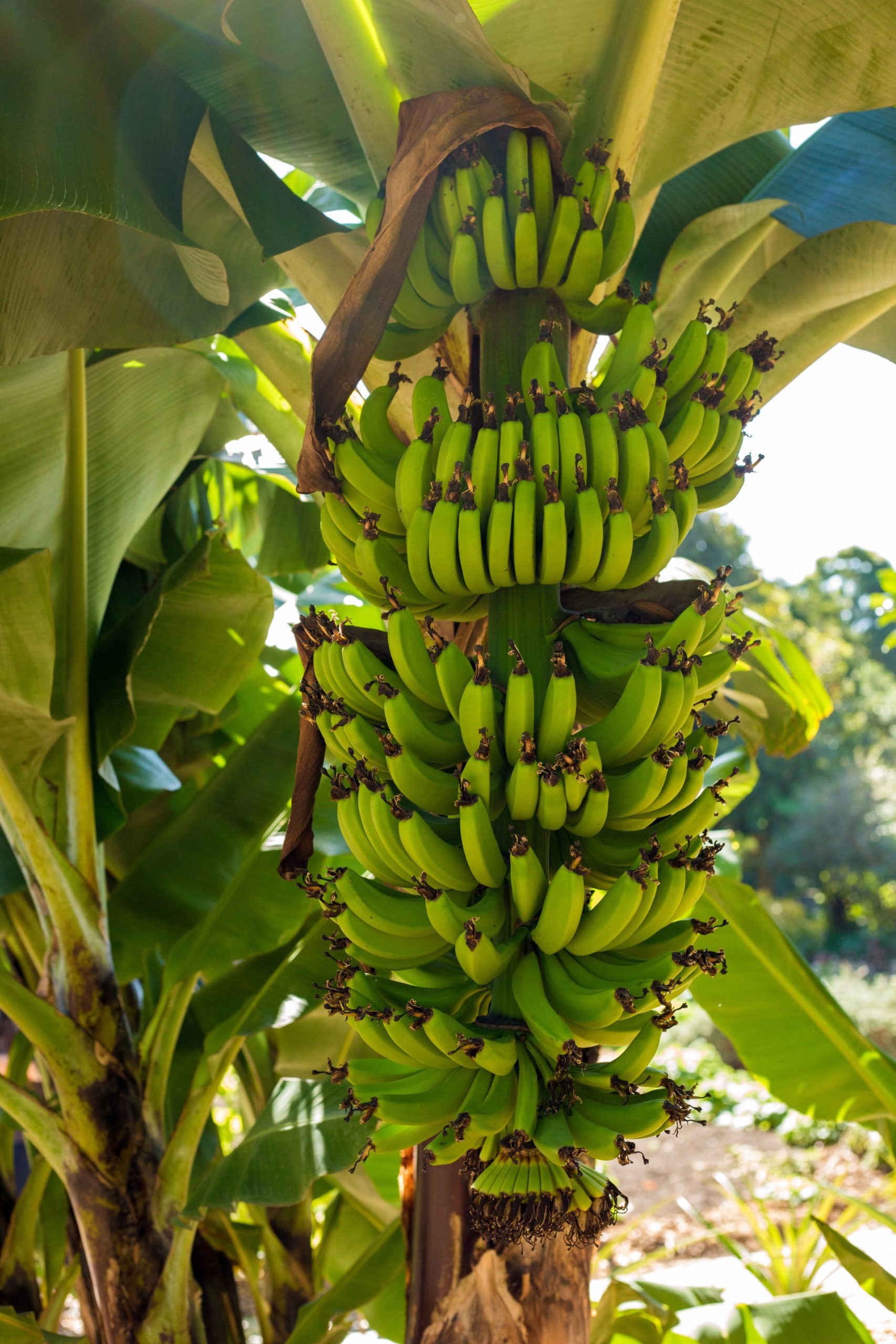 Bananen gesund?