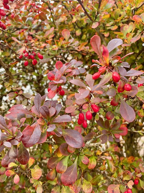 Die Naturapotheke des Winters Teil 5…