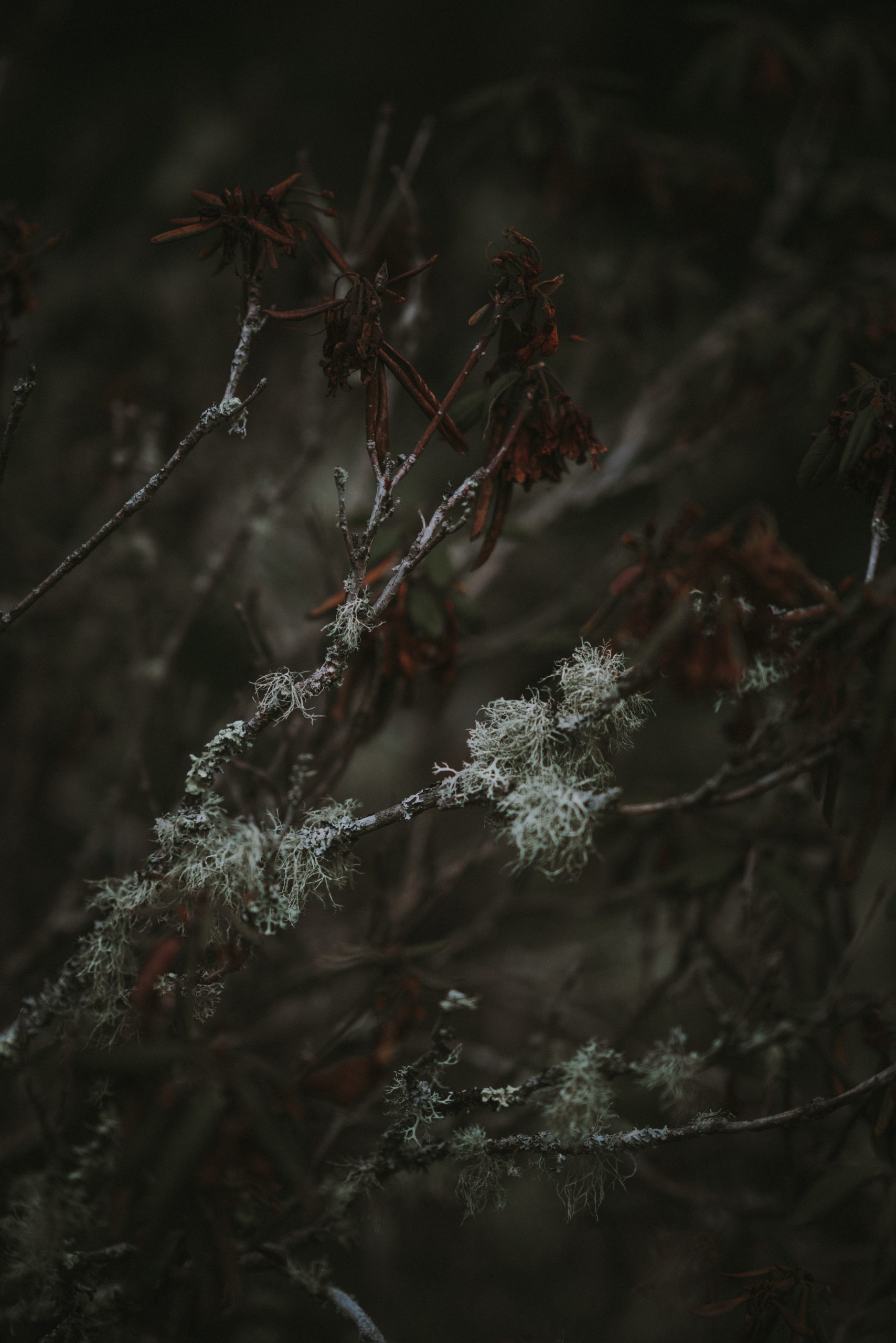 Die Naturapotheke des Winters Teil 3…