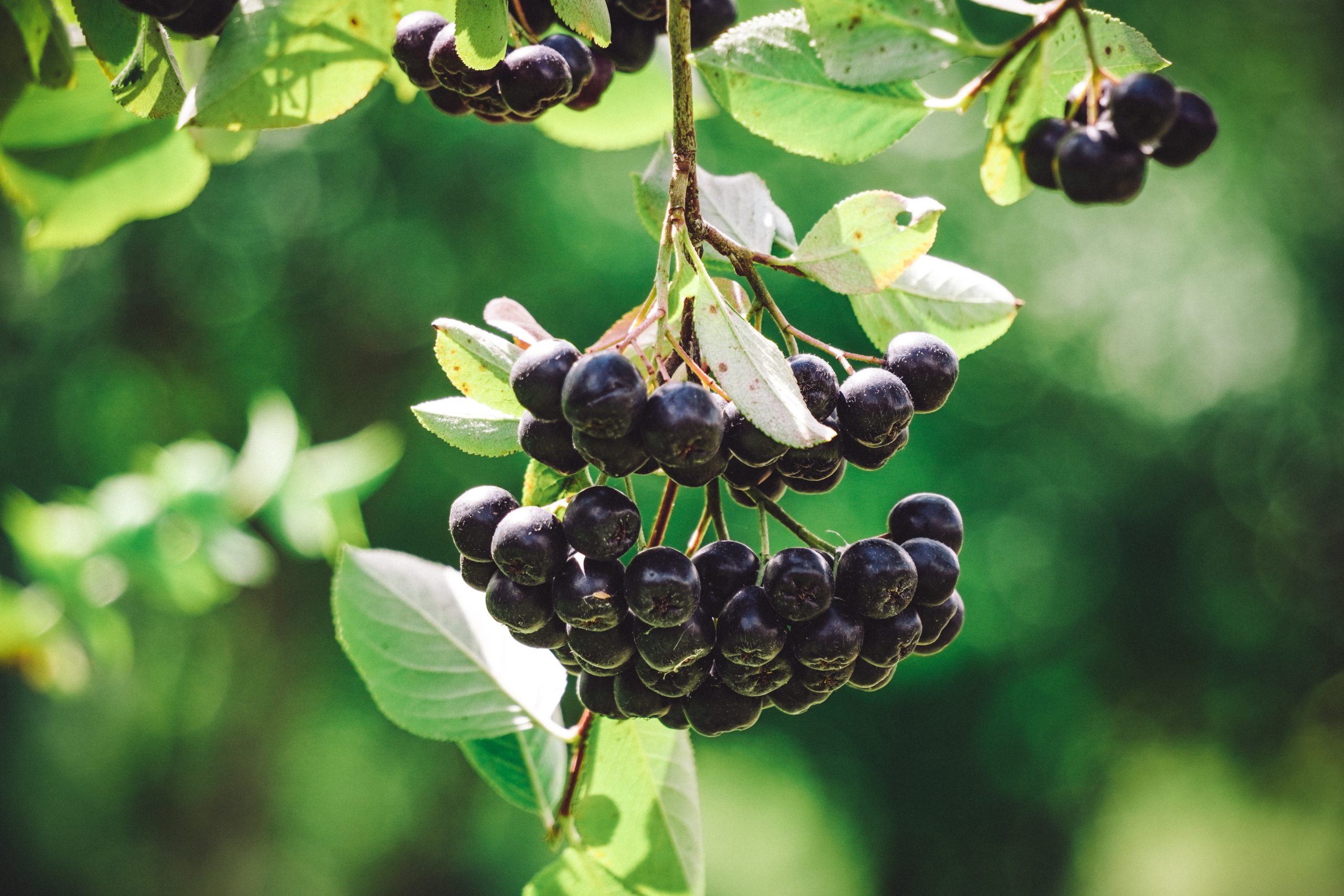 Herzlich Willkommen zur kleinen Fragerunde- Wie wirken Aroniabeeren und…