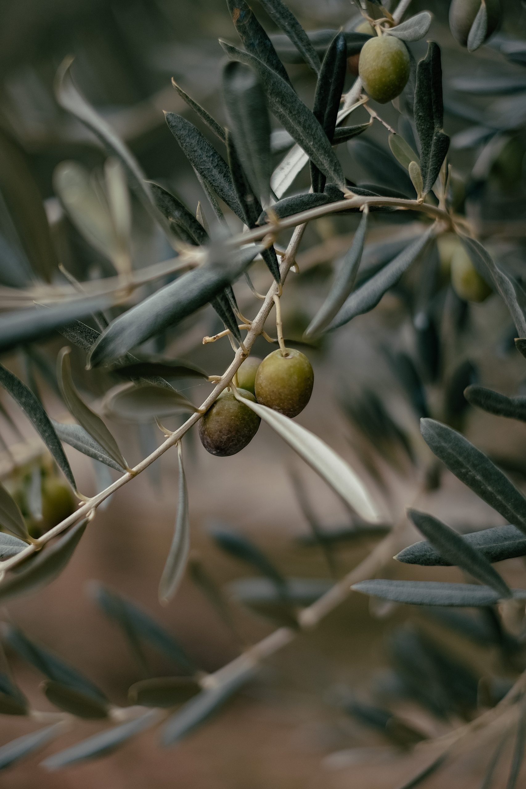 Herzlich Willkommen zur kleinen Fragerunde… Wie werden Öle in der chinesischen Ernährungslehre und Medizin diskutiert?