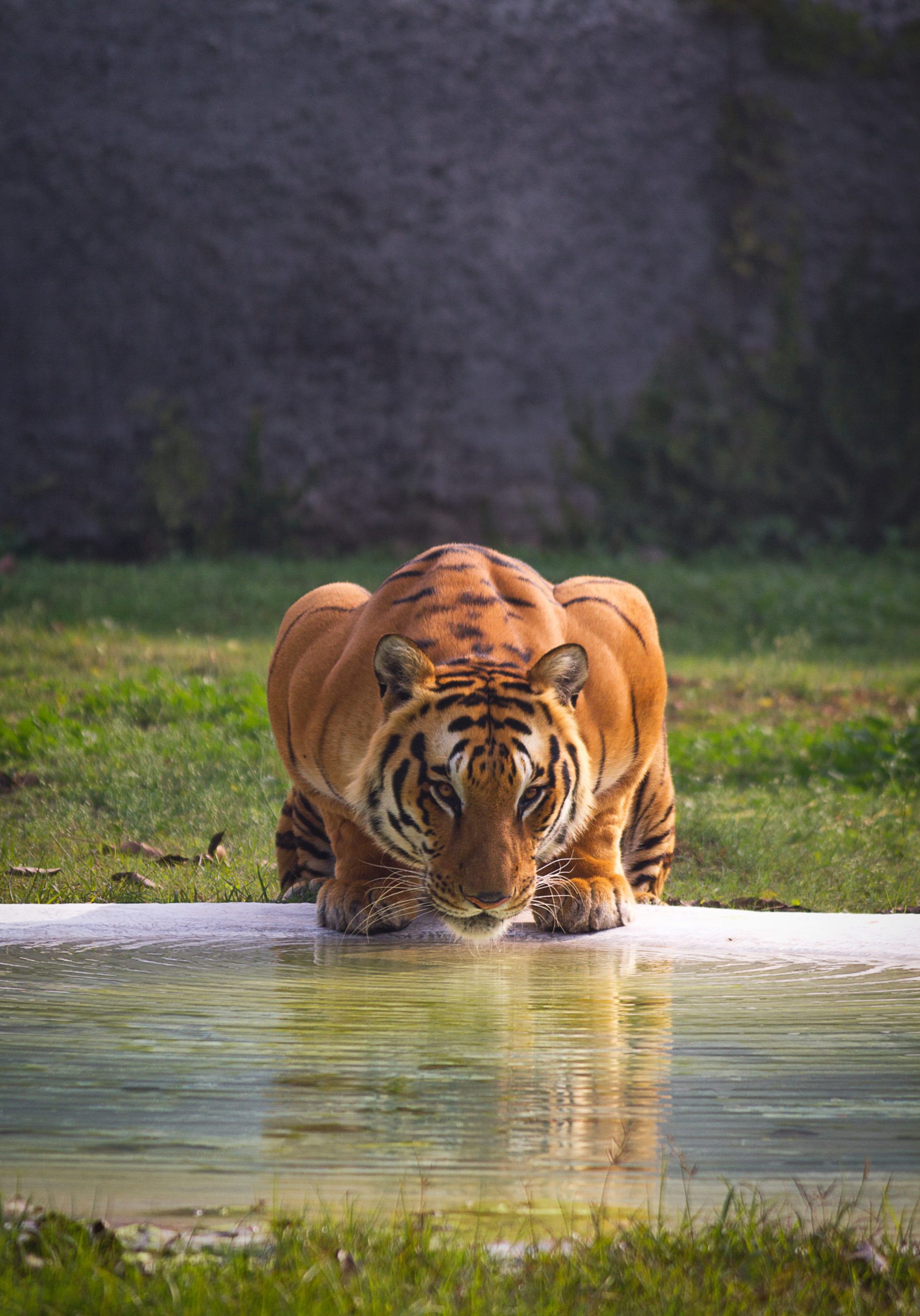 Das Jahr des Wasser-Tigers…