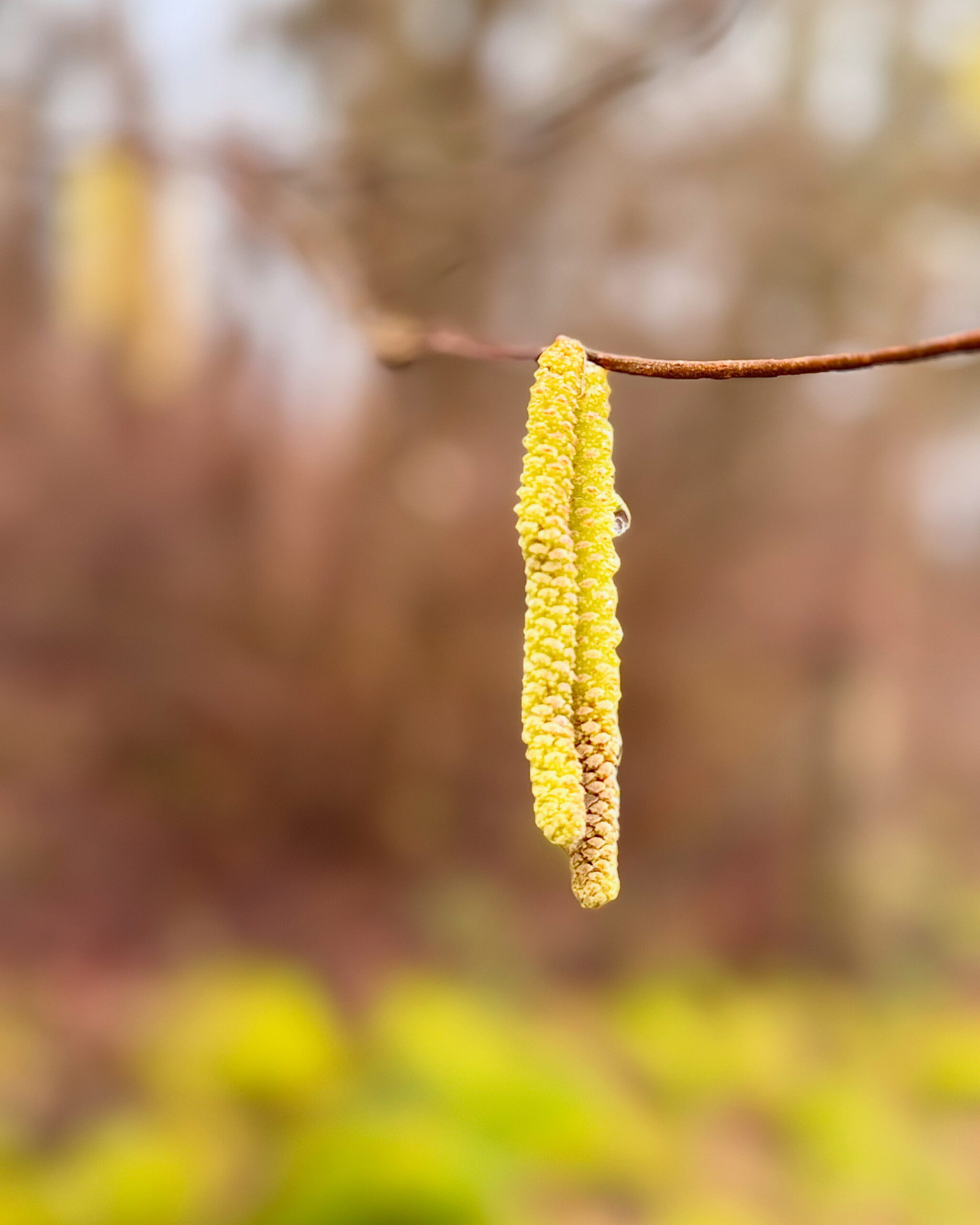 Frühlingserwachen…