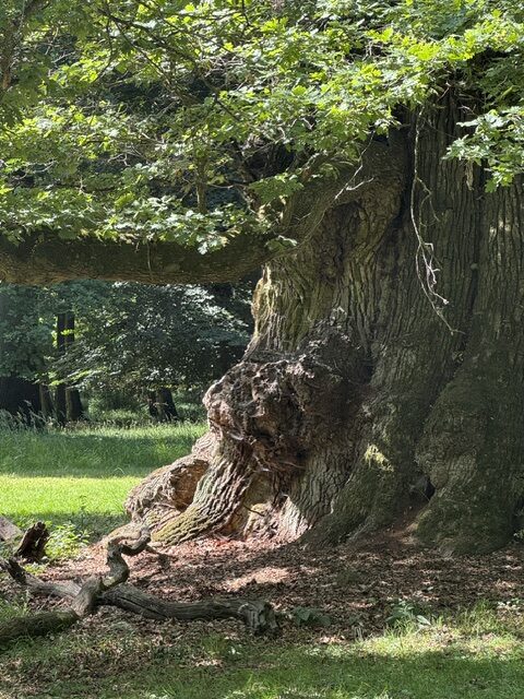 Die Kraft der bewegten Meditation