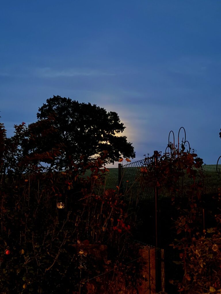 Baumkrone in der Abenddämmerung