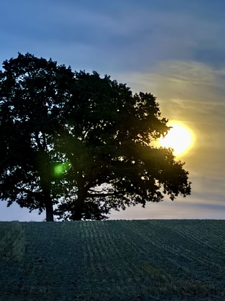 Einzelner Baum vor der untergehenden Sonne über einem Feld