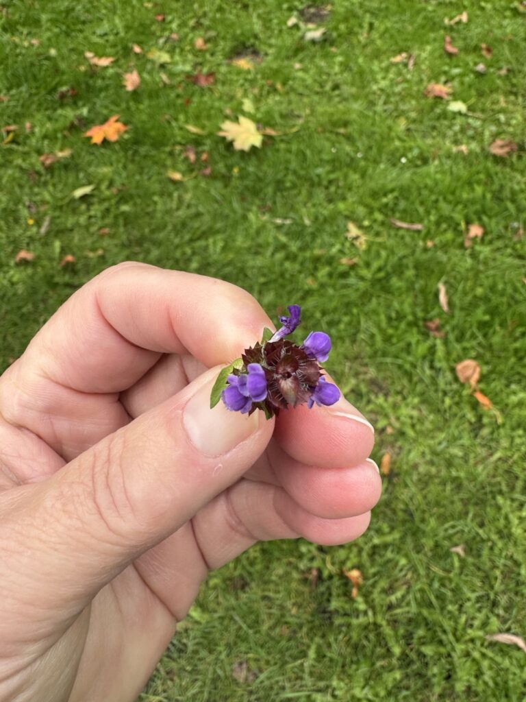 Kleine violette Wiesenblüte zwischen zwei Fingern