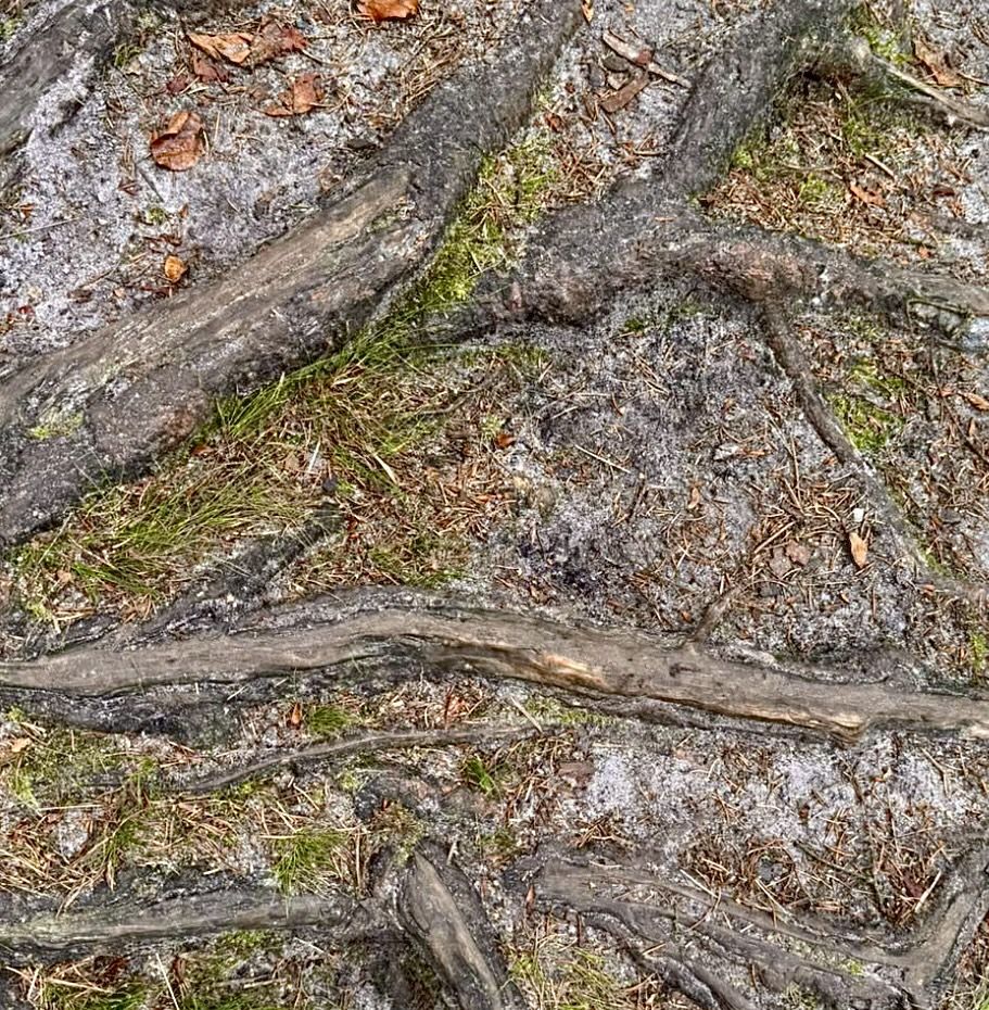 Baumwurzeln auf einem Waldweg
